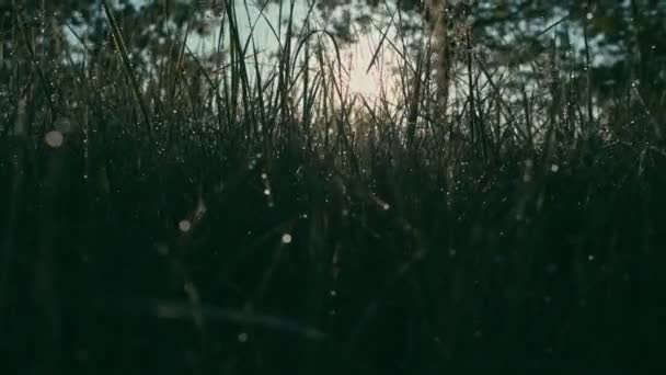 Мокрая трава утром — стоковое видео