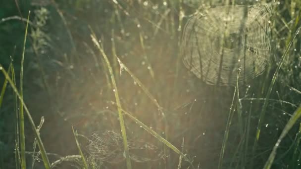 Паутина на траве — стоковое видео
