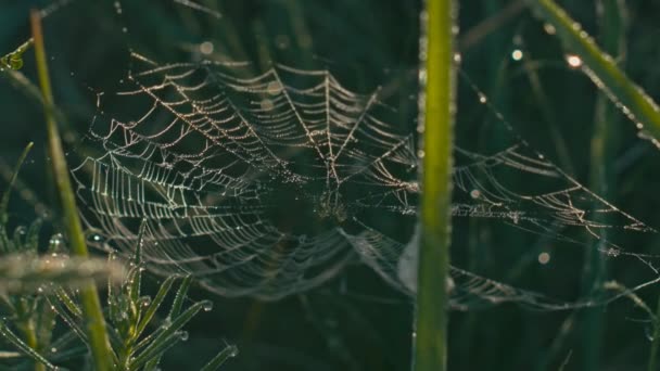 Web spindlar på gräs — Stockvideo