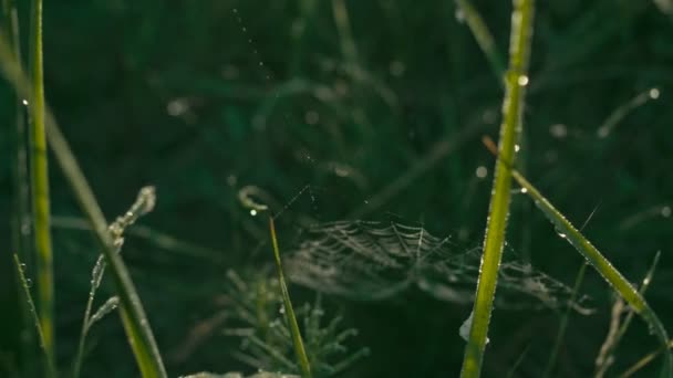 芝生の上のクモの web — ストック動画