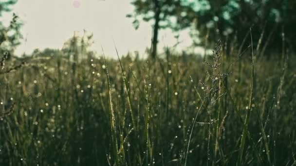 Mokrej trawie rano — Wideo stockowe