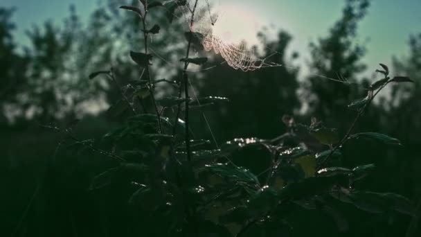 Bomen met spinnen web in de ochtendzon — Stockvideo