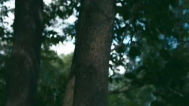 ağacın yanında genç bir kadın