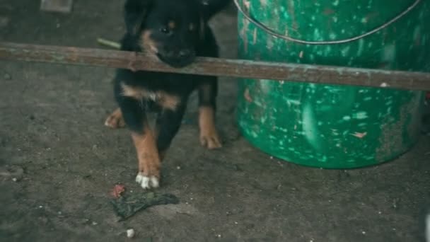 Dakloze pups spelen — Stockvideo