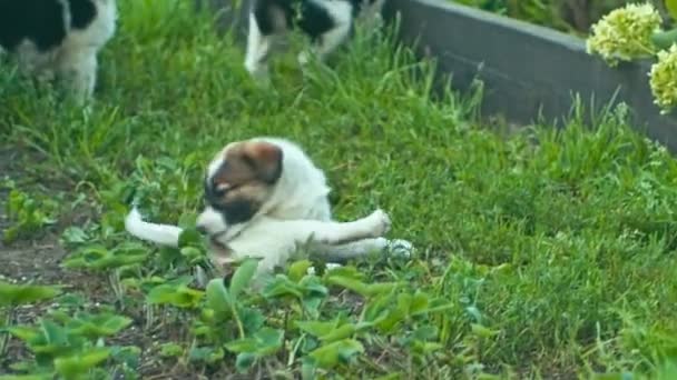 재생 하는 집 없는 강아지 — 비디오