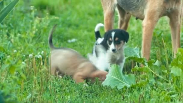 Dakloze pups spelen — Stockvideo