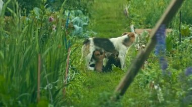 Evsiz kukla açık havada