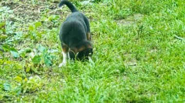 Evsiz kukla açık havada