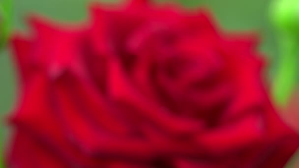 Róża na wiatr — Wideo stockowe