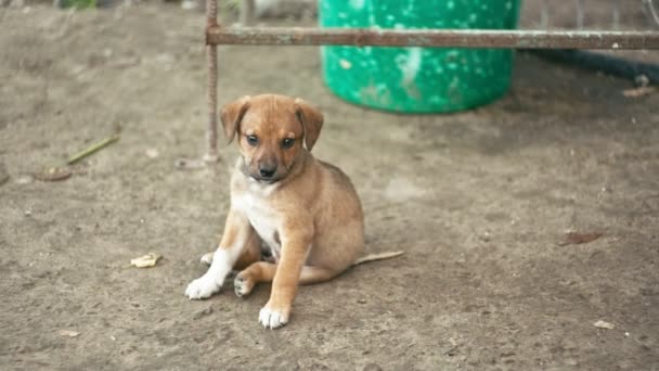 Filhotes de cachorro desabrigados ao ar livre — Vídeo de Stock