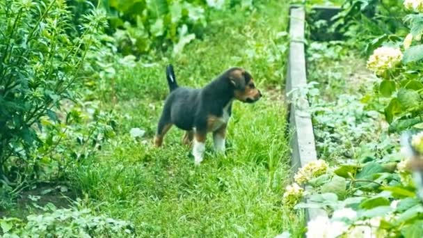 Dakloze pups buitenshuis — Stockvideo