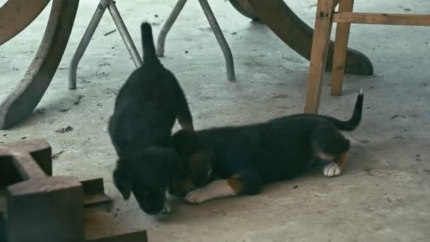Бездомные щенки на улице — стоковое видео