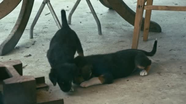 Filhotes de cachorro desabrigados ao ar livre — Vídeo de Stock