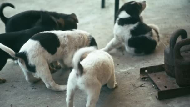 Dakloze pups buitenshuis — Stockvideo