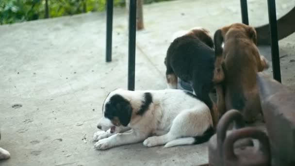 Filhotes de cachorro desabrigados ao ar livre — Vídeo de Stock