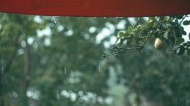 Eş ağacının brunch düşen yağmur damlaları