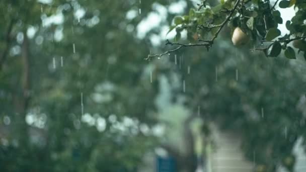 Gotas de lluvia cayendo sobre el brunch de árbol genealógico — Vídeos de Stock