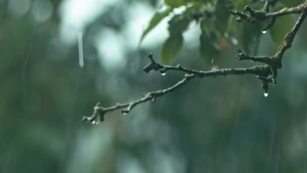 Regndropparna faller på brunch av peer träd — Stockvideo