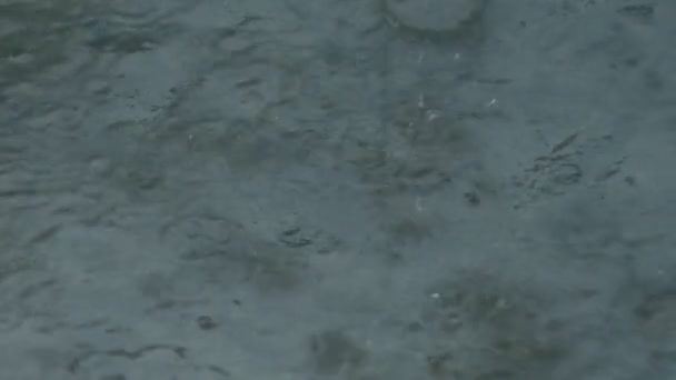 Druppels regen op betonnen vloer — Stockvideo