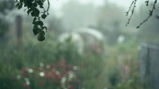 Des gouttes de pluie tombent sur un brunch d'arbres pairs — Video