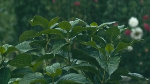 Зелене листя садової рослини під дощем — стокове відео