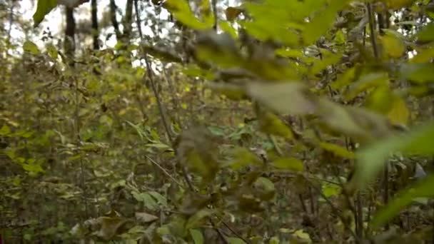 Mujer joven en otoño — Vídeos de Stock