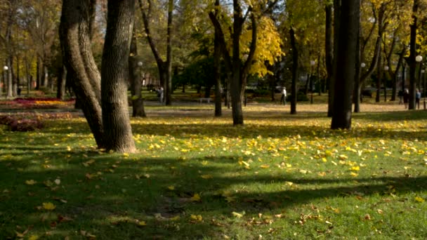 Fallendes Laub Park Sonnigem Tag — Stockvideo