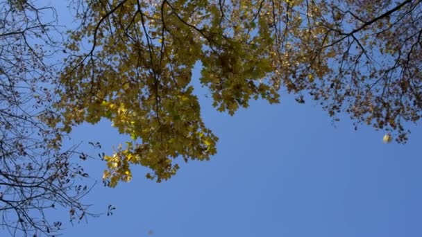 Vallende bladeren in park — Stockvideo
