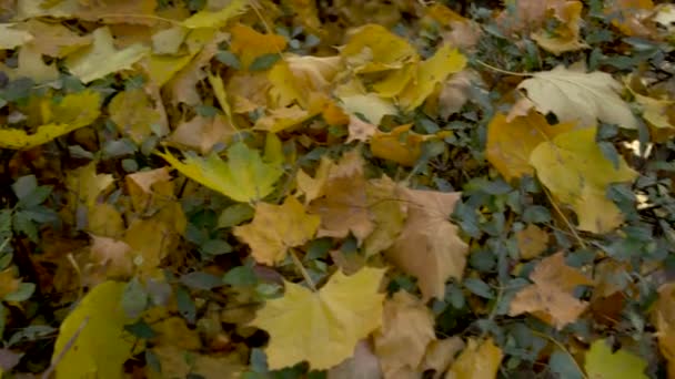 Fallande löv i park — Stockvideo