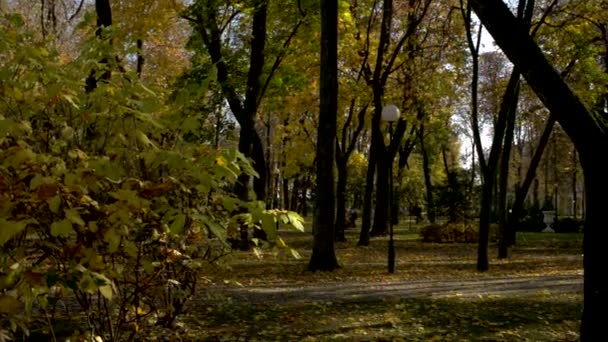 Padající listí v parku — Stock video