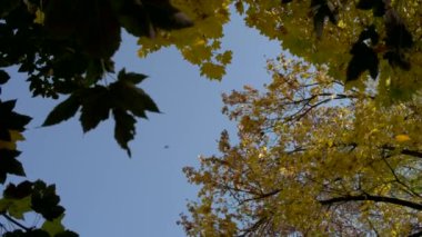 Park düşen yaprakları