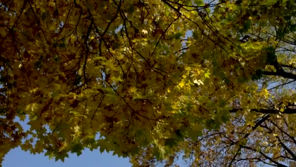 Folhas caindo no parque — Vídeo de Stock