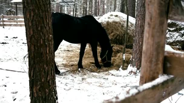 Cavalo negro comendo — Vídeo de Stock