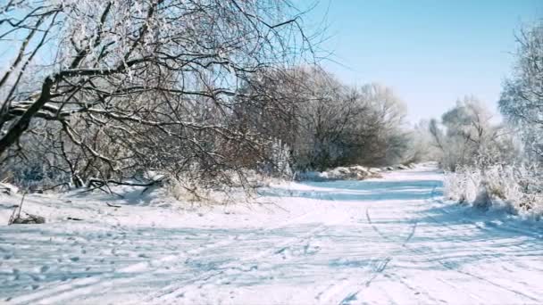 Beautiful frosty sunny winter landscape — Stock Video