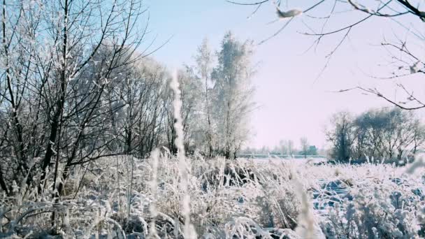 Όμορφο χειμώνα frosty ηλιόλουστο τοπίο — Αρχείο Βίντεο