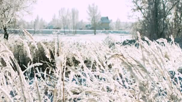 Mooie frosty zonnige winterlandschap — Stockvideo