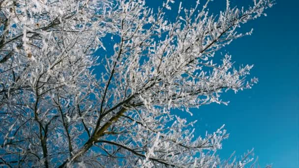 Beaux arbres givrés — Video