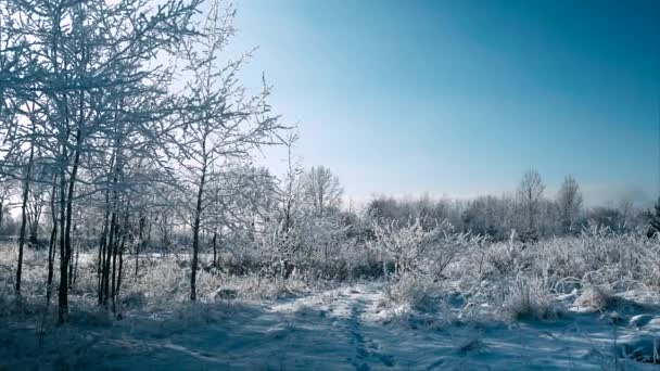 Gyönyörű fagyos napsütéses téli táj — Stock videók