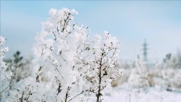 Mooie frosty planten — Stockvideo