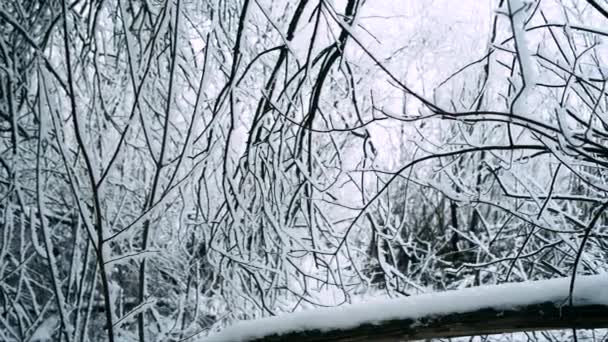 Красивые ледяные деревья — стоковое видео