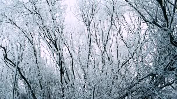 Mooie frosty bomen — Stockvideo