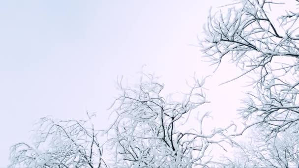 Hermosos árboles helados — Vídeo de stock