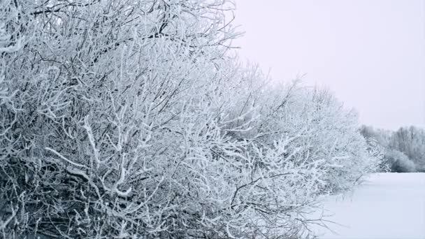 Bellissimo paesaggio invernale soleggiato e gelido — Video Stock