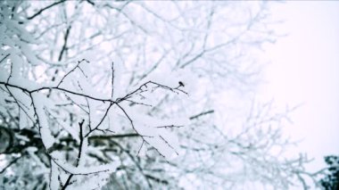 Güzel soğuk ağaçlar. Döngü