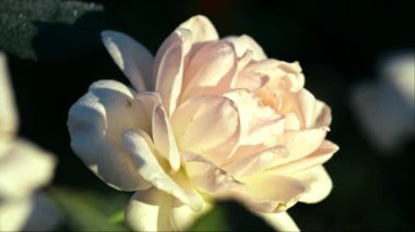 Sabah güneşi beyaz gül