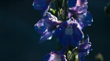 Sabah çiçeklere Larkspur