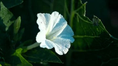 Sabah güneşi, beyaz bellflower kaplı çiğ, makro closeup, sığ derinlik-in tarla
