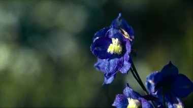 Sabah çiçeklere Larkspur