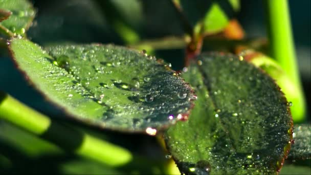 Grüne Blätter am frühen Morgen mit Tautropfen — Stockvideo