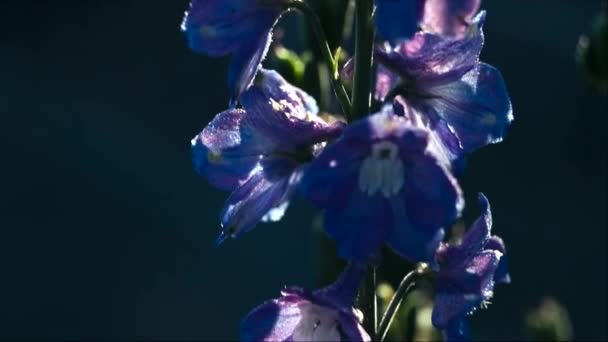 Stračka polní květ na ranní — Stock video